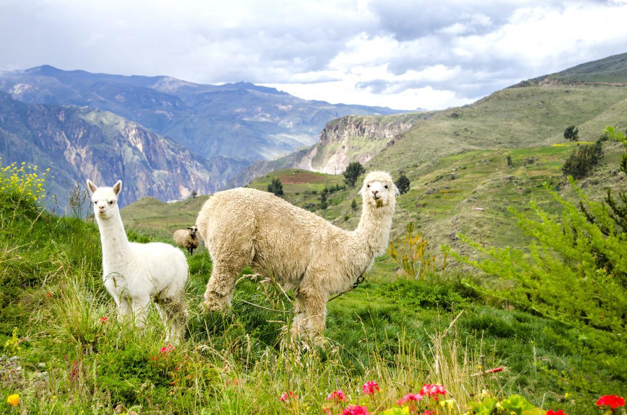 Villa La Granja Del Colca à Cabanaconde Extérieur photo